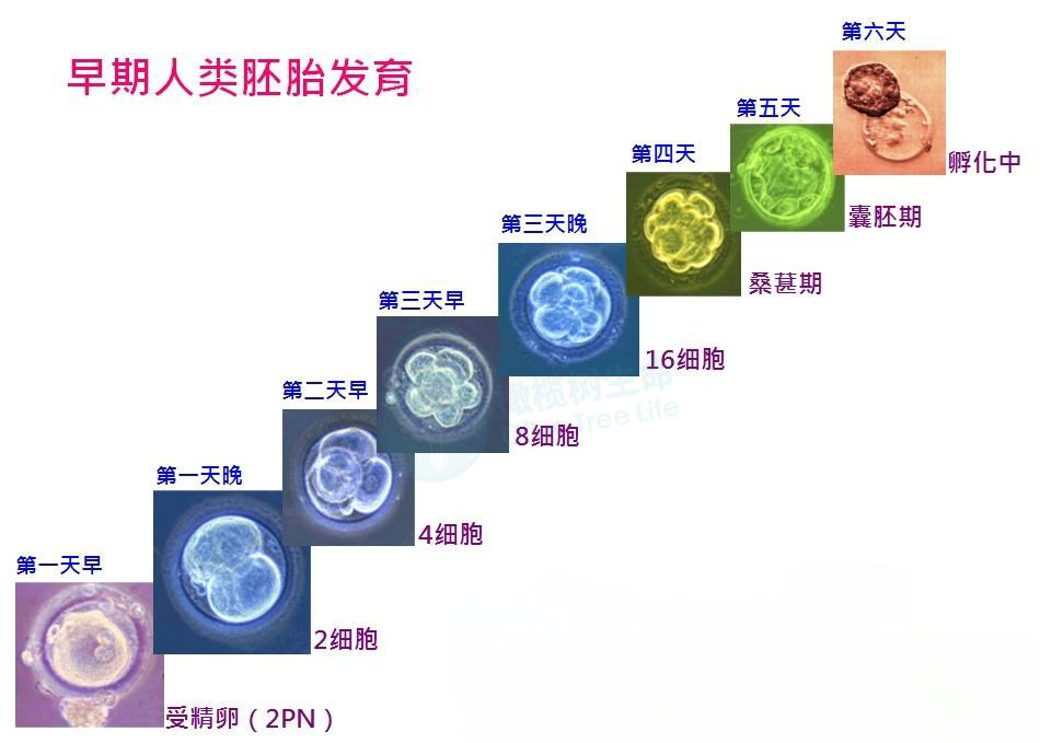 囊胚等级临床妊娠率图图片