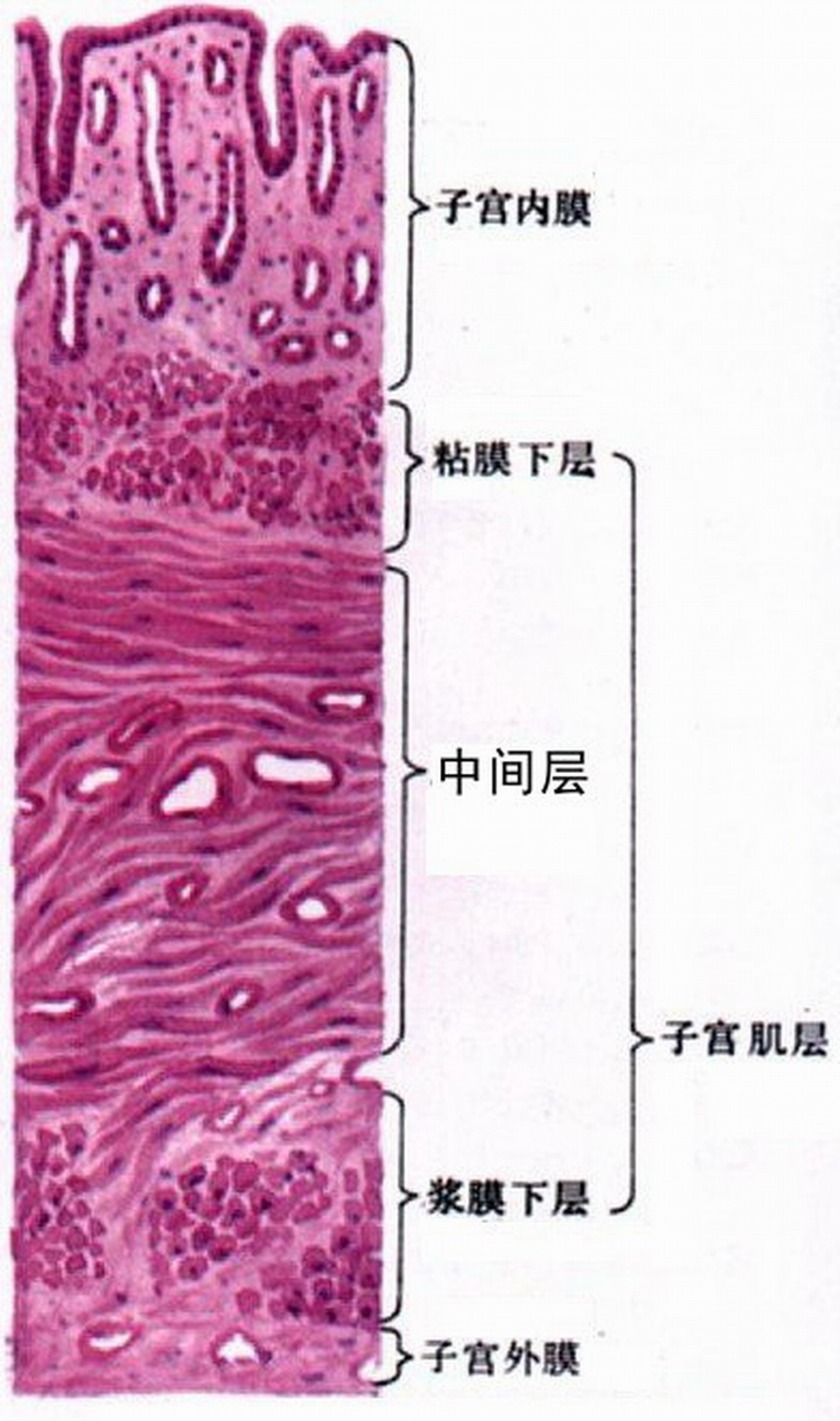 子宫壁结构图片