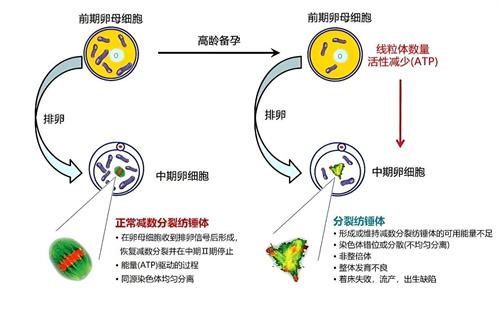 别再死盯年龄了！决定卵子质量的，其实是这个指标