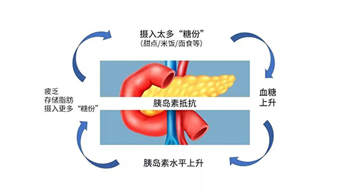 试管备孕屡次失败?应警惕胰岛素抵抗! 试管备孕屡次失败?应警惕胰岛素抵抗!