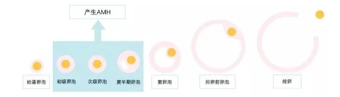 AMH低就是卵巢早衰？先别慌！这三项指标缺一不可！
