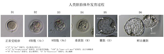 试管备孕中途止步，背后藏着哪些原因？