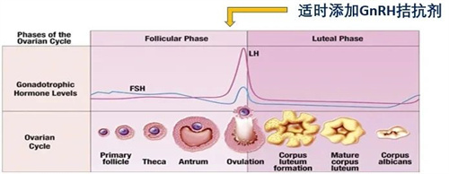 吃了一堆补剂卵子还是差?养卵的关键,是跟着周期走! 吃了一堆补剂卵子还是差?养卵的关键,是跟着周期走!