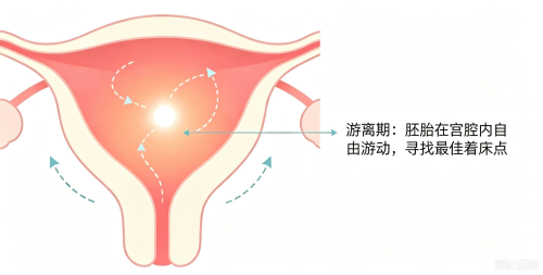 做试管婴儿，胚胎移植后会在子宫游离多久才着床？