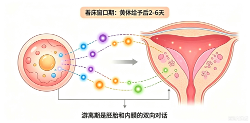 做试管婴儿，胚胎移植后会在子宫游离多久才着床？