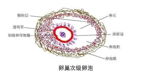 大龄备孕屡屡碰壁?可能是漏掉了这个关键因素! 大龄备孕屡屡碰壁?可能是漏掉了这个关键因素!