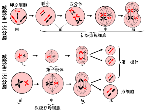 双方染色体正常，胚胎染色体异常是什么原因？