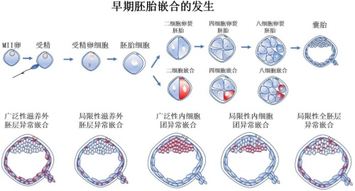 双方染色体正常，胚胎染色体异常是什么原因？