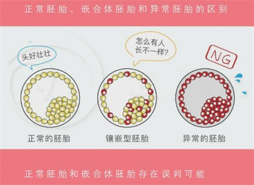 报告上写着“嵌合体”,这个胚胎还能要吗? 报告上写着“嵌合体”,这个胚胎还能要吗?