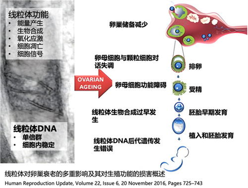 高龄备孕最难的,不是卵少,而是剩下的卵也在悄悄“老化” 高龄备孕最难的,不是卵少,而是剩下的卵也在悄悄“老化”
