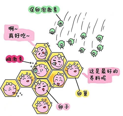 试管婴儿100问合集(十八)|国庆备孕不打烊,这5个疑问一次说清 试管婴儿100问合集(十八)|国庆备孕不打烊,这5个疑问一次说清